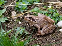 Agile Frog - Rana dalmatina - Rana dalmatina