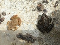maudoc.com • Italian Stream Frog - Rana appenninica - Rana italica •  IMG_4062.jpg : Rana appenninica