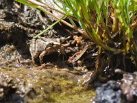 maudoc.com • Italian Stream Frog - Rana appenninica - Rana italica •  IMG_6646.jpg : Rana appenninica