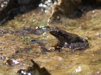 maudoc.com • Italian Stream Frog - Rana appenninica - Rana italica •  IMG_6647.jpg : Rana appenninica