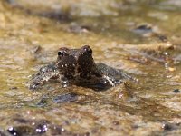 Italian Stream Frog - Rana appenninica - Rana italica