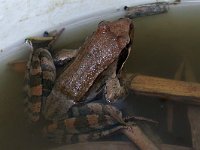 Italian Agile Frog - Rana di Lataste - Rana latastei