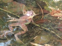 maudoc.com • Common Frog - Rana temporaria - Rana temporaria •  DSC00053.jpg : Rana montana
