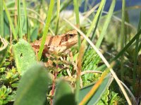 maudoc.com • Common Frog - Rana montana - Rana temporaria •  IMG_0968.jpg : Rana temporaria