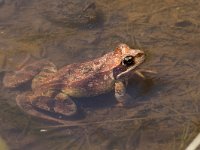 maudoc.com • Common Frog - Rana montana - Rana temporaria •  IMG_1473.jpg : Rana temporaria