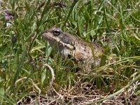 maudoc.com • Common Frog - Rana temporaria - Rana temporaria •  IMG_3580.jpg   Rana temporaria : Rana