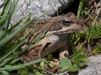 Common Frog - Rana temporaria - Rana temporaria