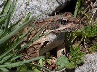 Common Frog - Rana montana - Rana temporaria