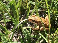 maudoc.com • Common Frog - Rana temporaria - Rana temporaria •  IMG_8871.jpg : Rana temporaria