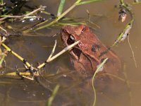 maudoc.com • Common Frog - Rana montana - Rana temporaria •  IMG_9182.jpg : Rana temporaria