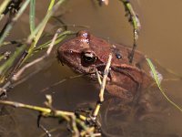 maudoc.com • Common Frog - Rana temporaria - Rana temporaria •  IMG_9186.jpg : Rana temporaria