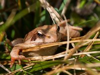 maudoc.com • Common Frog - Rana montana - Rana temporaria •  IMG_9386.jpg
