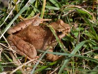 maudoc.com • Common Frog - Rana temporaria - Rana temporaria •  IMG_9388.jpg