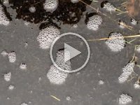 maudoc.com • Common Frog - Rana montana - Rana temporaria •  MOV_0846.mp4   clip