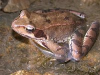 maudoc.com • Common Frog - Rana temporaria - Rana temporaria •  ranatemporaria01.jpg   Rana temporaria : Rana montana