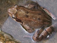 maudoc.com • Common Frog - Rana temporaria - Rana temporaria •  ranatemporaria02.jpg   Rana temporaria : Rana montana