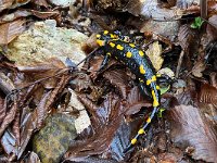 maudoc.com • Fire Salamander - Salamandra pezzata - Salamandra salamandra •  IMG_7164.jpg : Salamandra pezzata