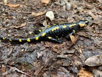 maudoc.com • Fire Salamander - Salamandra pezzata - Salamandra salamandra •  IMG_7220.jpg : Salamandra pezzata