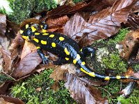 maudoc.com • Fire Salamander - Salamandra pezzata - Salamandra salamandra •  IMG_9774.jpg : Salamandra pezzata