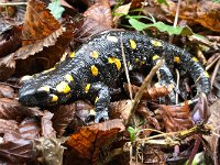 Fire Salamander - Salamandra pezzata - Salamandra salamandra