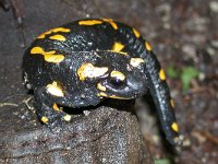 maudoc.com • Fire Salamander - Salamandra pezzata - Salamandra salamandra •  salamandrapezzata01.jpg : Salamandra pezzata