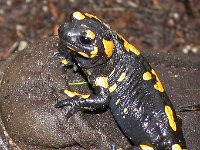 maudoc.com • Fire Salamander - Salamandra pezzata - Salamandra salamandra •  salamandrapezzata02.jpg : Salamandra pezzata