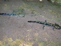 maudoc.com • Fire Salamander - Salamandra pezzata - Salamandra salamandra •  salamandrapezzata03.jpg : Salamandra pezzata