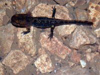 maudoc.com • Fire Salamander - Salamandra pezzata - Salamandra salamandra •  salamandrapezzata05.jpg : Salamandra pezzata