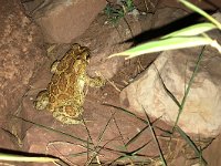 Berber Toad - Sclerophrys mauritanica