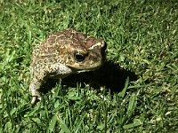 maudoc.com • Berber Toad - Sclerophrys mauritanica •  IMG_2125.jpg : Rospo