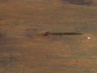 Italian Crested Newt - Tritone crestato italiano - Triturus carnifex