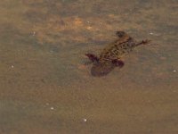 maudoc.com • Italian Crested Newt - Tritone crestato italiano - Triturus carnifex •  IMG_1928.jpg