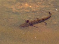 maudoc.com • Italian Crested Newt - Tritone crestato italiano - Triturus carnifex •  IMG_1931.jpg