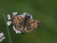 maudoc.com • Carcharodus alceae •  IMG_3240.jpg   Carcharodus alceae : Farfalla, Carcharodus alceae