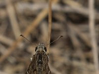 maudoc.com • Carcharodus alceae •  IMG_7141.jpg   Carcharodus alceae : Farfalla, Carcharodus alceae