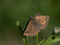 maudoc.com • Erynnis tages •  IMG_3250.jpg   Erynnis tages : Farfalla, Erynnis tages