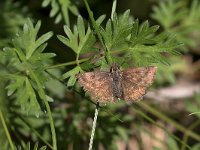 maudoc.com • Erynnis tages •  IMG_3861a.jpg   Erynnis tages : Farfalla