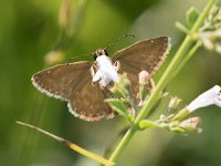 maudoc.com • Erynnis tages •  IMG_4173.jpg   Erynnis tages : Farfalla, Erynnis tages