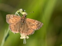 Erynnis tages