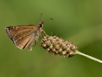 maudoc.com • Erynnis tages •  IMG_6489.jpg   Erynnis tages : Farfalla, Erynnis tages