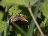 maudoc.com • Erynnis tages •  IMG_6878.jpg   Erynnis tages : Farfalla, Erynnis tages