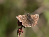 maudoc.com • Erynnis tages •  IMG_6890.jpg   Erynnis tages : Farfalla, Erynnis tages