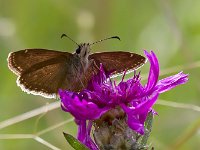 maudoc.com • Erynnis tages •  IMG_8379.jpg   Erynnis tages : Erynnis tages, Farfalla