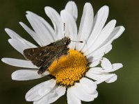 maudoc.com • Hesperia comma •  IMG_0639.jpg : Farfalla, Hesperia comma