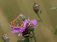 maudoc.com • Hesperia comma •  IMG_1024.jpg   Hesperia comma : Farfalla, Hesperia comma