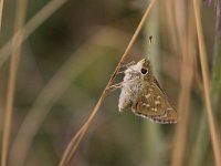 maudoc.com • Hesperia comma •  IMG_1666.jpg   Hesperia comma : Farfalla