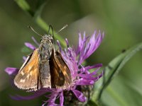 maudoc.com • Hesperia comma •  IMG_1815.jpg   Hesperia comma : Farfalla, Hesperia comma