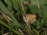 maudoc.com • Hesperia comma •  IMG_3295.jpg   Hesperia comma : Farfalla, Hesperia comma