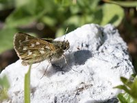 maudoc.com • Hesperia comma •  IMG_5142.jpg   Hesperia comma : Farfalla, Hesperia comma