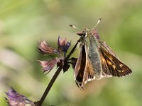 maudoc.com • Hesperia comma •  IMG_5143.jpg   Hesperia comma : Farfalla, Hesperia comma